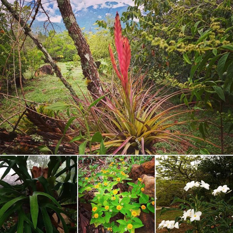 El Paraiso Posada Finca San Vicente Barichara Bagian luar foto